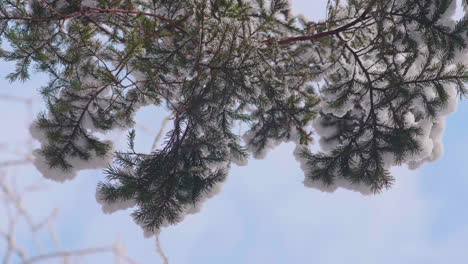 Pine-Tree-Branches-With-Snow-Covered-Leaves-Against-Blue-Sky