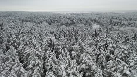 AERIAL:-Flying-Backwards-Over-Frozen-and-Snowy-Forest-in-Winter