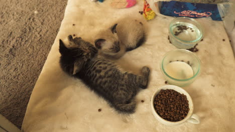 Siamese-and-Tabby-kittens-next-to-milk-bowl,-directly-above