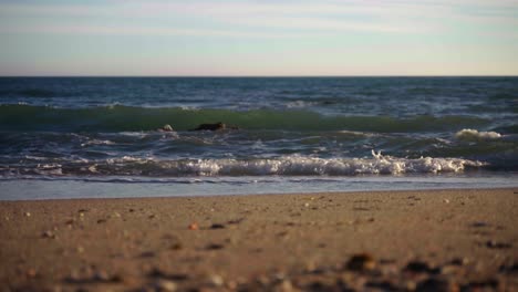 Ocean-beach-waves,-static-shot-with-defocused-foreground