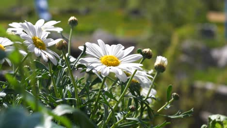 Beautiful-chamomile-flower-on-windy-day-with-green-background-shot