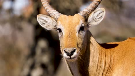Männliche-Rote-Lechwe-Antilope,-Die-An-Einem-Sonnigen-Tag-In-Die-Kamera-Blickt