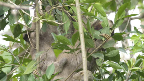 Three-Toed-Mother-Sloth-with-adorable-baby-hanging-out-in-lush-forest-canopy,-lockdown-shot