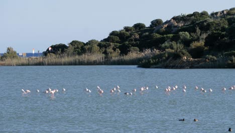 Wild-flock-of-pink-flamingos-feeding-and-standing-in-shallow-coastal-lagoon-close-to-beach-in-Sardinia,-Italy
