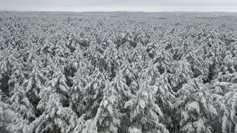 AERIAL:-Icy-Cold-Weather-with-Drone-Flying-Over-Forest-with-Grey-Colour-Sky