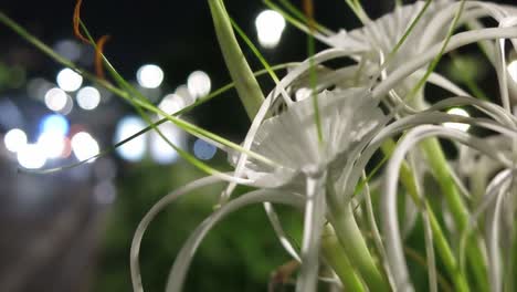 Weiße-Blume-Mit-Nacht-Bokeh-Hintergrund