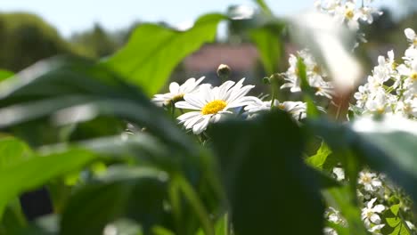 Daisy-Flower-with-a-lot-of-Green-Leaves,-Close-Up