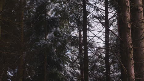 Fallender-Schnee-In-Einem-Kiefernwald-An-Einem-Düsteren-Wintertag---Statische-Aufnahme