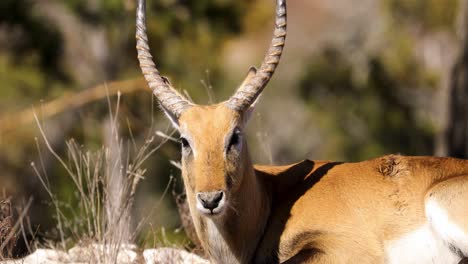Lechwe-antilope,-Die-Auf-Dem-Boden-Liegt-Und-An-Einem-Sonnigen-Tag-Im-Sommer-In-Die-Kamera-Blickt