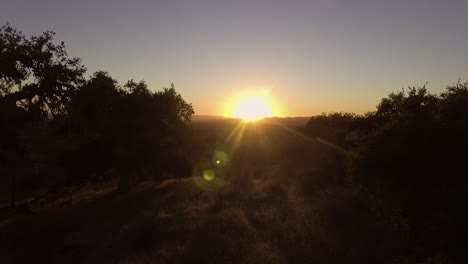 Schöner-Dolly-Durch-Silhouettierte-Bäume,-Die-Einen-Orangefarbenen-Sonnenuntergang-Enthüllen