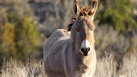 Wild-Mule-Donkey-Standing-and-Looking-at-Camera---Closeup-Portrait