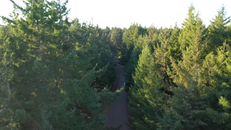 Asphalt-Road-Between-Dense-Coniferous-Forest-Park-Near-Fahys-Lake-During-Sunny-Day-In-Bandon,-Oregon