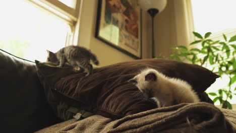 Curious-Tabby-and-Siamese-kittens-climbing-on-a-couch,-medium-shot