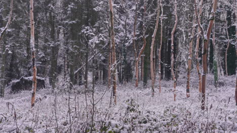 Winterwald-Mit-Dünnen-Hohen-Bäumen-Und-Einem-Schneebedeckten-Boden