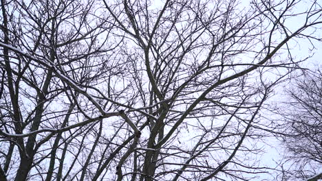 Snowy-Treetops-in-Slow-Motion