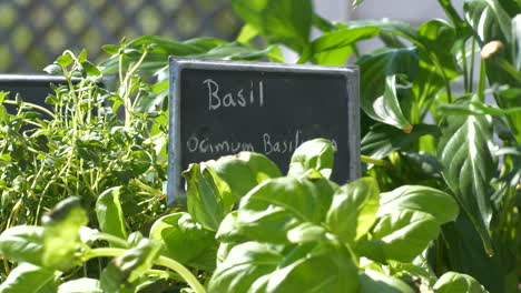 Green-basil-herbs-with-Sign,-Organic-Farm-Concept