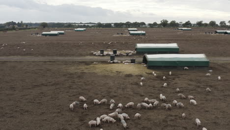 Farmland-on-an-overcast-day-with-pigs,-brown-fields-and-buildings