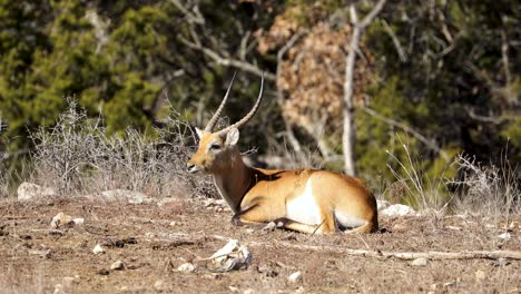 Eine-Männliche-Rote-Lechwe-Antilope,-Die-Sich-An-Einem-Sonnigen-Tag-Allein-Entspannt
