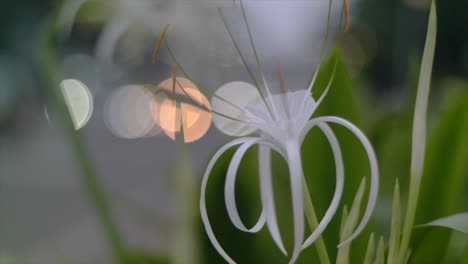 Weiße-Blumen-Wehen-Im-Wind-Vor-Dem-Bokeh-Hintergrund-Des-Tages