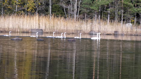 Huge-family-of-white-swan-on-calm-river-stream-swims-together