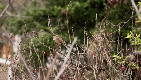 House-sparrow-resting-on-a-tree-during-spring