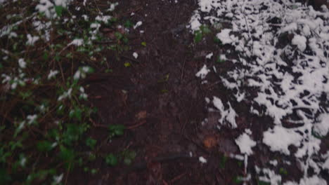 Wet-Muddy-Tracks-Through-Snow-Forest-With-Tall-Coniferous-Tree-Trunks-In-Background-During-Winter