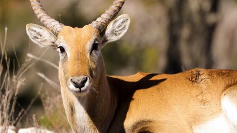 Close-up-of-beautiful-male-red-lechwe-antelope