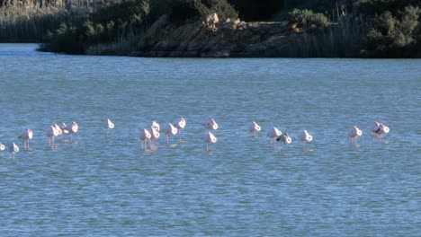 Close-up-shot-of-wild-flock-of-pink-flamingos-standing-and-sleeping-in-shallow-coastal-lagoon-in-Sardinia,-Italy