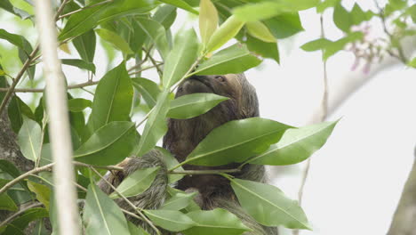 Solitary-Brown-Throated-Three-Toed-Sloth-reaching-for-succulent-young-leaves,-close-up