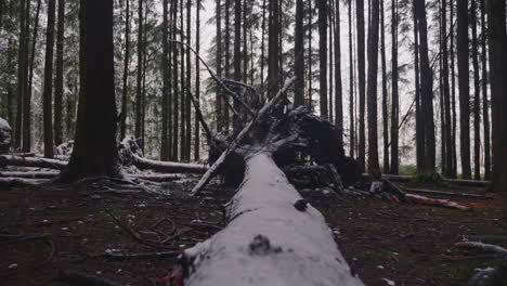 Wet-Fallen-Conifer-Tree-Trunk-In-Winter-Forest-With-Huge-Roots-Against-Dense-Woods