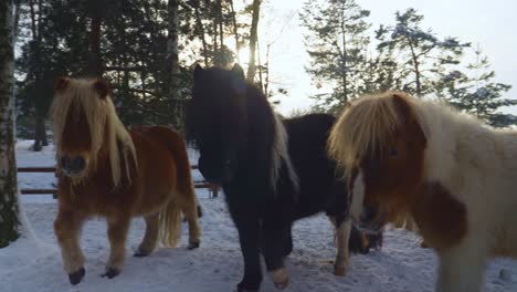 Beautiful-hairy-Icelandic-horses-following-the-camera