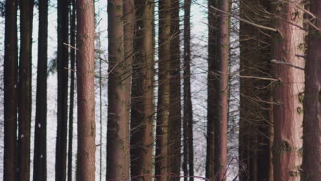 Durch-Schöne-Hohe-Waldbäume-Im-Schneefall-Während-Der-Wintersaison