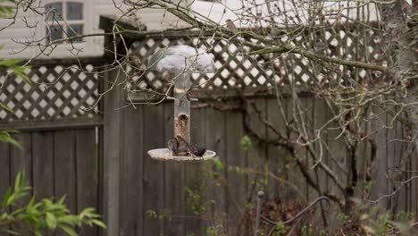 Multiple-bird-species-eating-from-a-birdfeeder-during-spring-in-a-residential-neighborhood