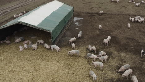 Aufsteigende-Enthüllung-Einer-Schweinefarm-über-Strohstreu,-Schlammige-Felder-Und-Gebäude