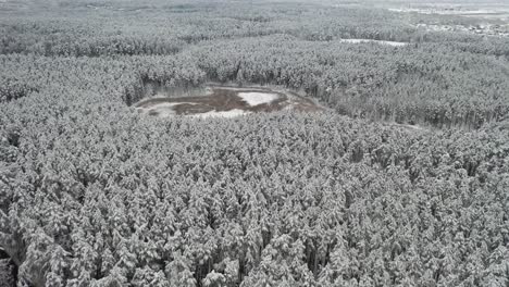 AERIAL:-Frozen-Swamp-in-a-Forest-in-Winter-with-Pines-Covered-with-Snow