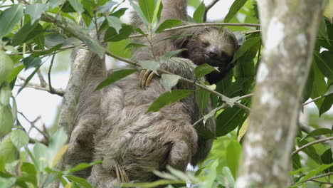 Adorable-mother-and-baby-Three-Toed-Sloths-caressing-each-other-while-building-strong-bond
