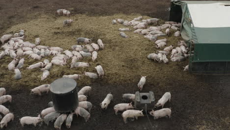 Schweine,-Die-Auf-Braunem,-Schlammigem-Ackerland-Mit-Grünen-Gebäuden-Fressen-Und-Herumliegen