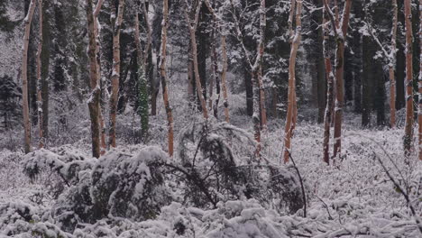 Falling-Branches-Densely-Covered-With-Fresh-Snow-Inside-Wilderness-During-Snowfall-Day
