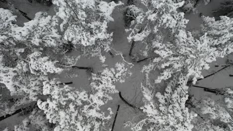 AERIAL:-Top-Down-Shot-of-Drone-Lifting-Up-Over-Forest-in-Winter-Time-in-Wilderness