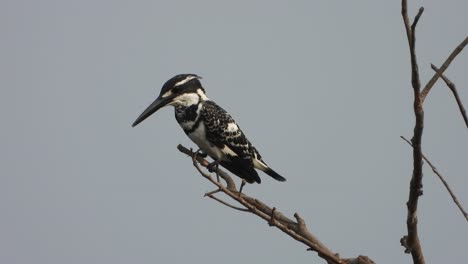 Pied-kingfisher-waiting-for-pray-in-pond-area-
