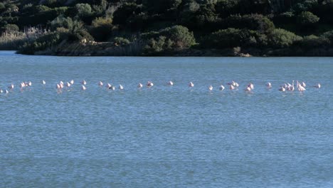 Wild-flock-of-pink-flamingos-standing-in-shallow-coastal-lagoon-in-Sardinia,-Italy-on-sunny-day