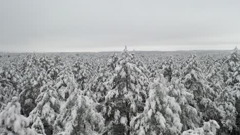 AERIAL:-Flying-Over-Frozen-Forest-in-Nature-in-Winter-Wild-Nature