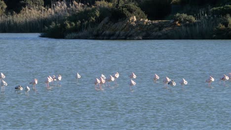 Close-up-shot-of-wild-flock-of-pink-flamingos-standing-in-shallow-coastal-lagoon-close-to-beach-in-Sardinia,-Italy