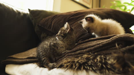 Tabby-and-Siamese-kittens-resting-on-a-couch,-medium-shot
