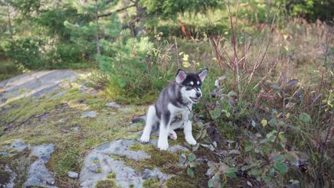 Young-Siberian-Husky-Sitting-And-Biting-Stem-Of-Plant