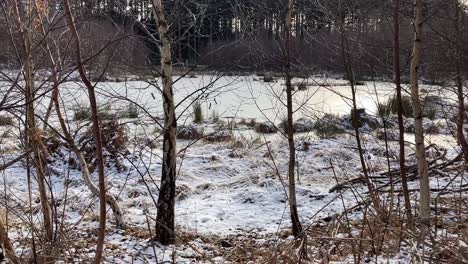 Frosty-day-in-the-forest-nearby-frozen-lake,-sunny-winter