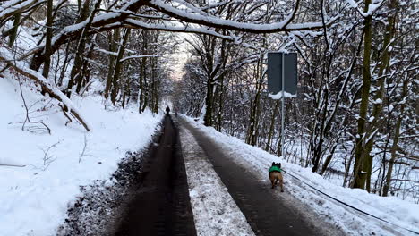 Small-dog-walking-attached-to-a-dog-leash-on-a-muddy-road-looking-to-the-snow-which-has-fallen-into-the-forest-in-Gdynia