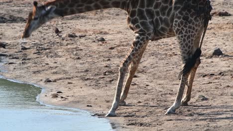 Eine-Zeitlupe-Einer-Giraffe,-Die-An-Einem-Wasserloch-Im-Krüger-Nationalpark-Trinkt