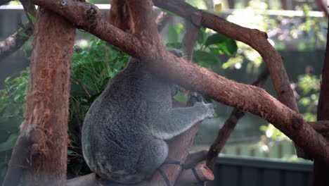 Back-View-Of-A-Koala-Perching-On-The-Tree-Branch-At-Koala-Hospital-In-Port-Macquarie,-Australia---wide-shot