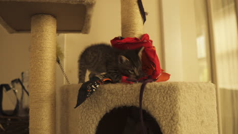Tabby-kitten-curious-and-playful-in-a-cat-tower,-medium-shot